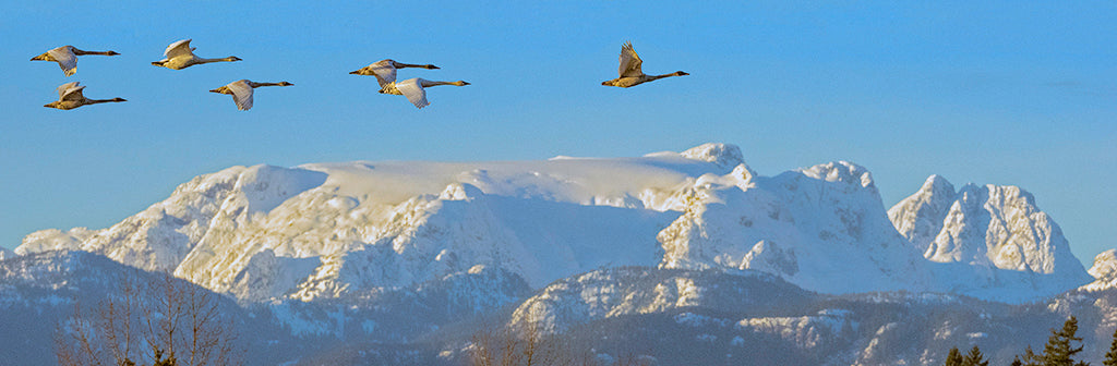 Swans Fly Past