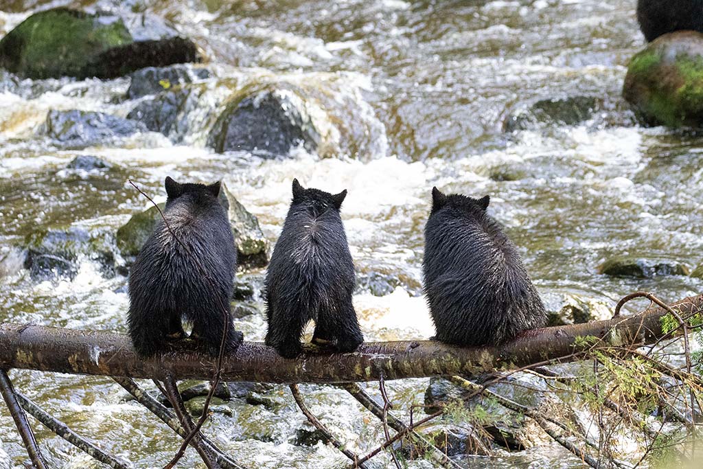 Three Bear Behinds  - 24" X 36"