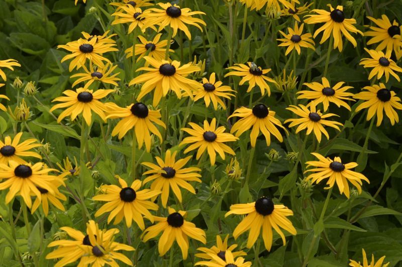 Some kind of daisy thing...